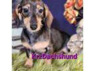 Dachshund Puppy for sale in Atwater, CA, USA