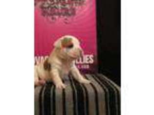 Mutt Puppy for sale in Yorktown, TX, USA