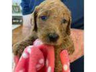 Goldendoodle Puppy for sale in Cave Spring, GA, USA