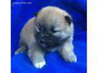 Shiba Inu Puppy for sale in Boone, NC, USA