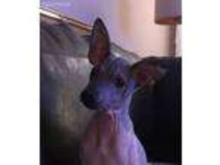Medium Photo #1 American Hairless Terrier Puppy For Sale in Chicago, IL, USA