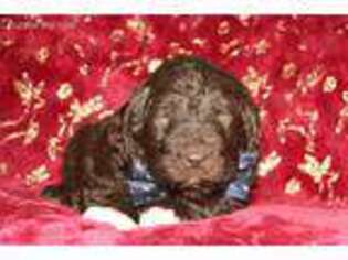 Newfoundland Puppy for sale in Nappanee, IN, USA
