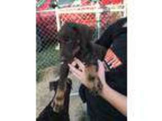 Doberman Pinscher Puppy for sale in Platte City, MO, USA