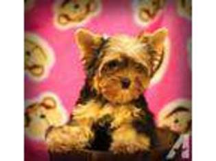 Yorkshire Terrier Puppy for sale in GREENVILLE, MS, USA