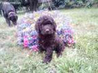 Labradoodle Puppy for sale in Castle Rock, WA, USA