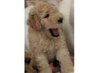 Goldendoodle Puppy for sale in Harlem, GA, USA
