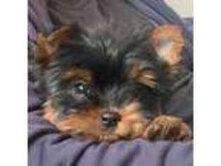 Yorkshire Terrier Puppy for sale in Taylorsville, NC, USA
