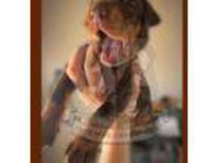 Doberman Pinscher Puppy for sale in Macomb, OK, USA