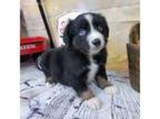 Miniature Australian Shepherd Puppy for sale in Cave City, KY, USA