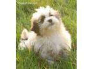 Havanese Puppy for sale in Fairfax, VA, USA