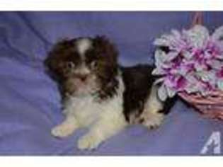 Mutt Puppy for sale in CANTON, OH, USA