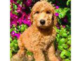 Labradoodle Puppy for sale in Calimesa, CA, USA