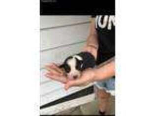 Australian Shepherd Puppy for sale in Terre Haute, IN, USA