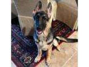 German Shepherd Dog Puppy for sale in Bryan, TX, USA