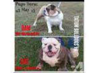 Olde English Bulldogge Puppy for sale in PARTLOW, VA, USA