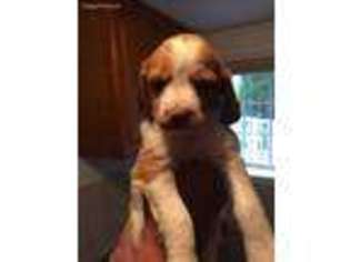 Brittany Puppy for sale in Toms River, NJ, USA