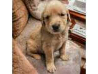 Golden Retriever Puppy for sale in Chesapeake, VA, USA