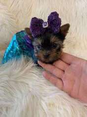 Yorkshire Terrier Puppy for sale in Mississauga, Ontario, Canada