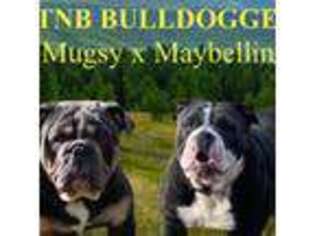 Olde English Bulldogge Puppy for sale in Talladega, AL, USA