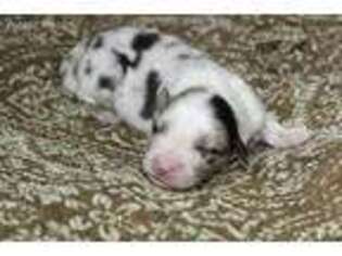 Miniature Australian Shepherd Puppy for sale in Titusville, PA, USA