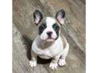 French Bulldog Puppy for sale in Saint Paul, MN, USA