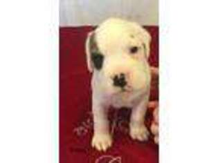 Boxer Puppy for sale in Wilkesboro, NC, USA