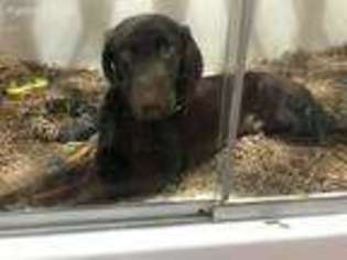 Labrador Retriever Puppy for sale in Chantilly, VA, USA