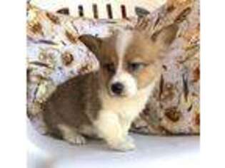 Pembroke Welsh Corgi Puppy for sale in Joshua, TX, USA