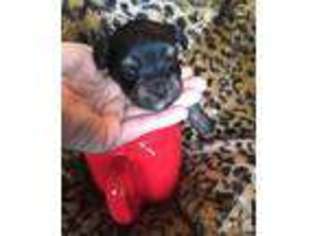 Yorkshire Terrier Puppy for sale in PALESTINE, TX, USA