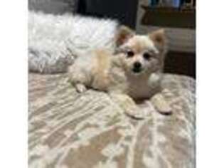 Pomeranian Puppy for sale in Humble, TX, USA