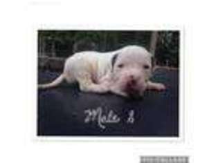American Bulldog Puppy for sale in Moultrie, GA, USA