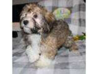 Havanese Puppy for sale in Greenville, TX, USA