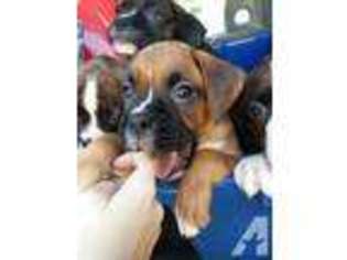 Boxer Puppy for sale in DAVENPORT, FL, USA