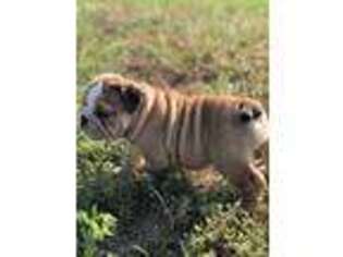 Bulldog Puppy for sale in Kaufman, TX, USA