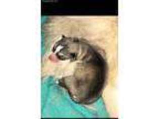 Siberian Husky Puppy for sale in Jersey City, NJ, USA