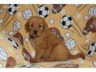 Golden Retriever Puppy for sale in Glenmont, OH, USA