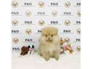 Pomeranian Puppy for sale in Temple City, CA, USA