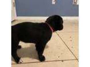 Cane Corso Puppy for sale in Deltona, FL, USA