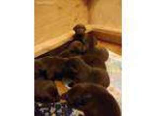 Labrador Retriever Puppy for sale in Clear Lake, WI, USA