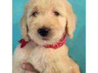 Goldendoodle Puppy for sale in Willcox, AZ, USA