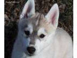 Siberian Husky Puppy for sale in Oscoda, MI, USA