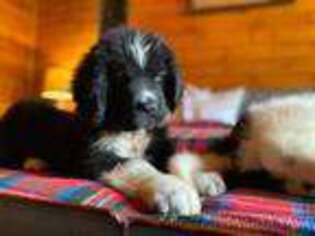 Newfoundland Puppy for sale in Kingsport, TN, USA