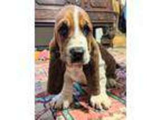 Medium Photo #1 Basset Hound Puppy For Sale in Franklin, IN, USA