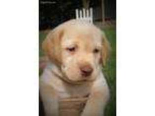 Labrador Retriever Puppy for sale in New Holland, PA, USA
