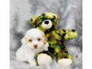 Mutt Puppy for sale in San Bernardino, CA, USA