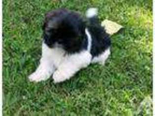 Mutt Puppy for sale in LOGAN, OH, USA
