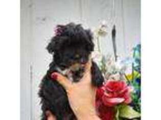 Havanese Puppy for sale in Dalton, GA, USA