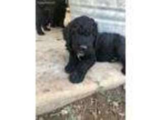 Labradoodle Puppy for sale in Valley Springs, CA, USA