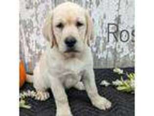 Labrador Retriever Puppy for sale in Lima, OH, USA