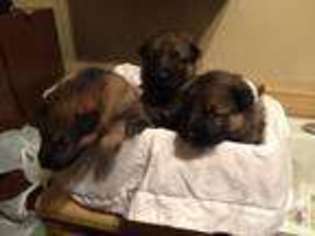 Mutt Puppy for sale in MASTIC, NY, USA